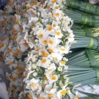 فروش گل نرگس با پایین ترین قیمیت