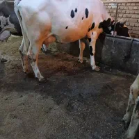 تلیسه گاو شیری