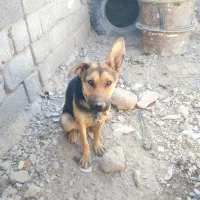 سگ ژرمن با توله نر