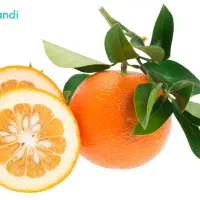 نارنج ابدار عمده