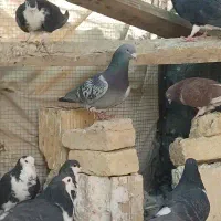 یک جفت پلاکی مسافتی