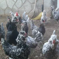 تخم نطفه دار مرغ و خروس گلین فول طوسی|حیوانات مزرعه|اصفهان, قائمیه|دیوار