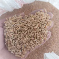 گندم بوجاری شده