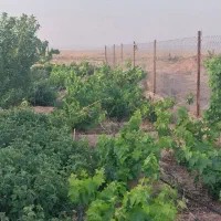 باغ فروشی دز جوشقان قالی|فروش خانه و ویلا|میمه, |دیوار