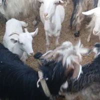 فروش بز محلی و سانن|حیوانات مزرعه|دزپارت, |دیوار