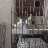 سه عددعروس|پرنده|قم, شهرک سازمان آب|دیوار