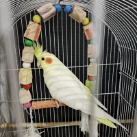 عروس هلندی معاوضه