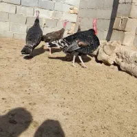 بوقلمون برنزه