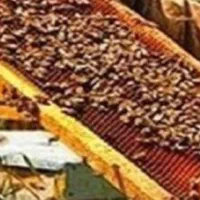 عسل کردستان|خوردنی و آشامیدنی|تهران, چهارصد دستگاه|دیوار