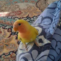 طوطی برزیلی|پرنده|بجنورد, |دیوار