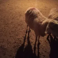 یک عدد بره ماده رومانوف