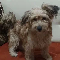 واگذار کردن توله سگ تریلر|سگ|صباشهر, |دیوار