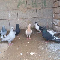 کبوتر  شهری بهبونی ، پلاکی