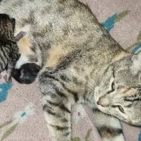 گربه گم شده