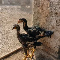 جوجه لاری|حیوانات مزرعه|گنبد کاووس, |دیوار