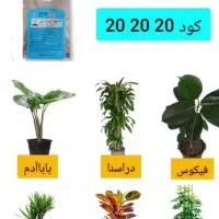 گل وگلدان آپارتمانی،تعویض خاک ،ویزیت ، درمان|خدمات باغبانی و درختکاری|کرمان, |دیوار