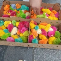 جوجه ماشینی