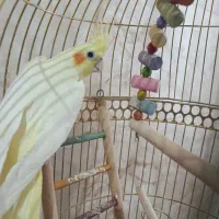 عروس هلندی نر