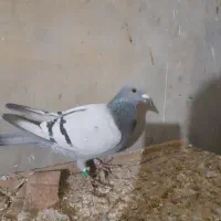 کبوتر مسافتی و پرشی