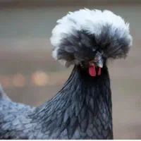 مرغ و خروس لهستانی