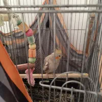 عروس هلندی ماده