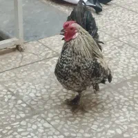 معاوضه داریم|حیوانات مزرعه|قم, ولیعصر|دیوار