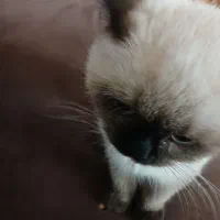 واگذاری گربه|گربه|پردیس, فاز ۱|دیوار