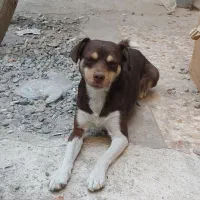 سگ پا کوتاه