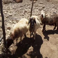 دو عدد میش به فروش میرسد ۳۰ میلیون تومان