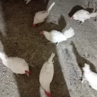 ۱۰عدد مرغ تخم گزار همه جوان نه ماهه|حیوانات مزرعه|مریوان, |دیوار