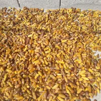 خرمای مگ برای خوراک دام|خوردنی و آشامیدنی|خفر, |دیوار