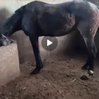 اسب دوخون