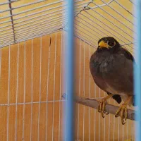 مرغ مینا بخون و سرحال|پرنده|تهران, اتابک|دیوار