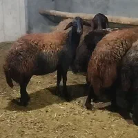 پنج راس شیشک افشاری اصل