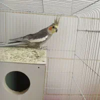 عروس هلندی|پرنده|بافت, |دیوار