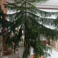 گل....کاج مطبق