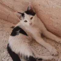 گربه دستی دوتاشون دوماهه به همراه مامانشون