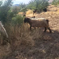 بره قوچی دجه یک|حیوانات مزرعه|فراشبند, |دیوار