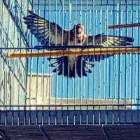 سهره زاده قفس