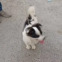 سگ پامر