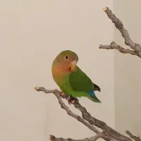 طوطی برزیلی زیبا صورت هلویی