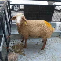 دامداری مزرعه گوسفند و بره شیشک ودام زنده|حیوانات مزرعه|تهران, سبلان (لشگر)|دیوار