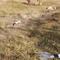 سگ ۱۰ ماهه|سگ|پارس‌آباد, |دیوار