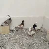 کفترپرشی|پرنده|مشهد, خرمشهر|دیوار