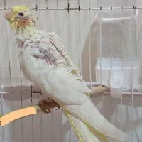 جوجه عروس هلندی لوتینو