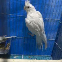 آلبینو ماده معاوضه|پرنده|تبریز, |دیوار