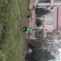 اسب|اسب و تجهیزات اسب‌سواری|بابکان, |دیوار