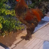 خروس برهما