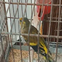 سهره قناری|پرنده|خلخال, |دیوار