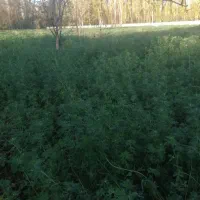 شنبله علف یونجه|لوازم جانبی حیوانات|خوی, |دیوار